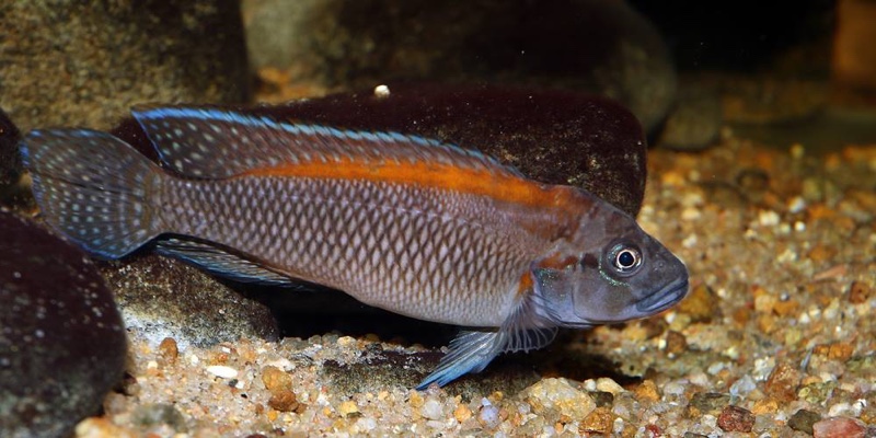 Telmatochromis salzburgeri 'Lufubu River'